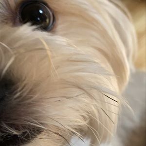 Meet your Posher, Cortez